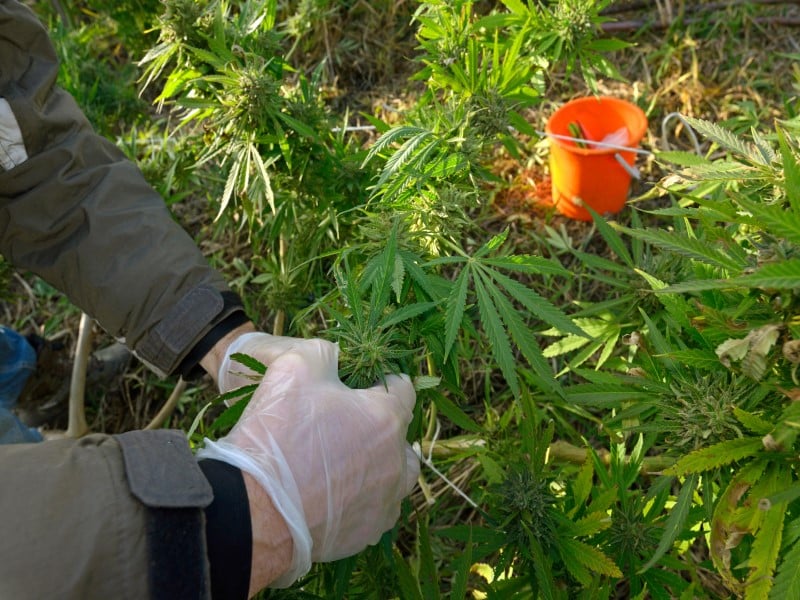 Cannabis Outdoor Growing