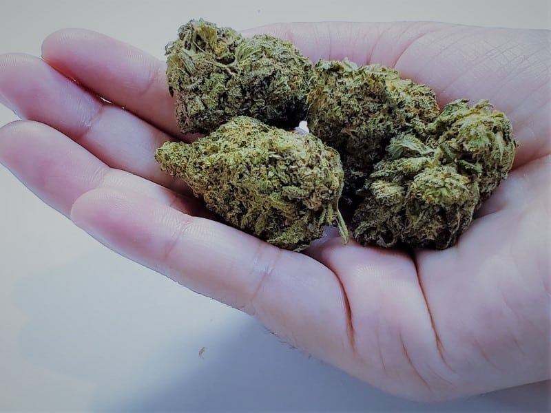 Cannabis Outdoor Growing
