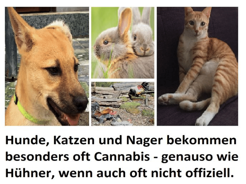 Hunde, Katzen und Nager bekommen immer öfters Cannahis für Tiere