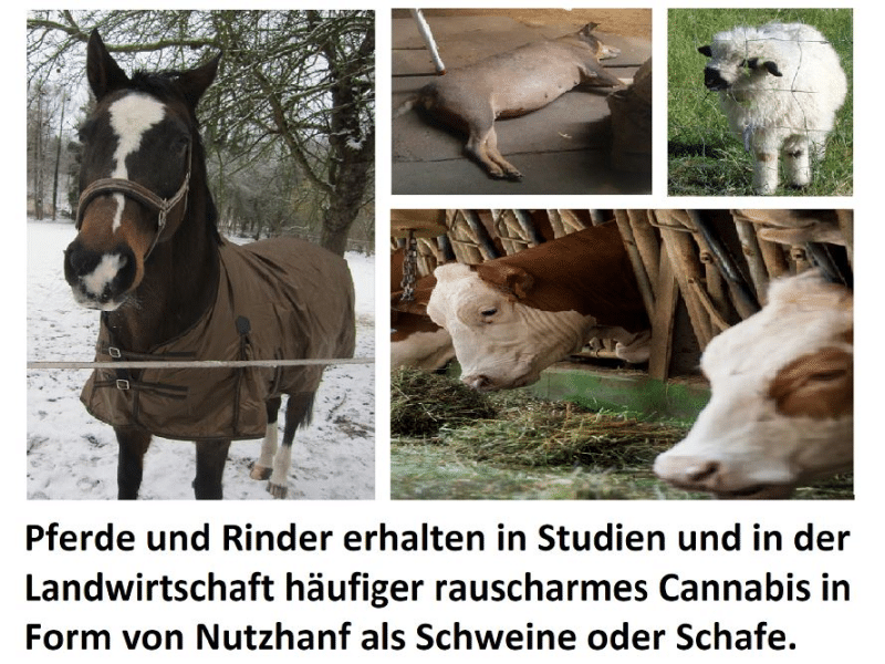 Zum Cannabis für Nutztiere gibt es viele Studien.