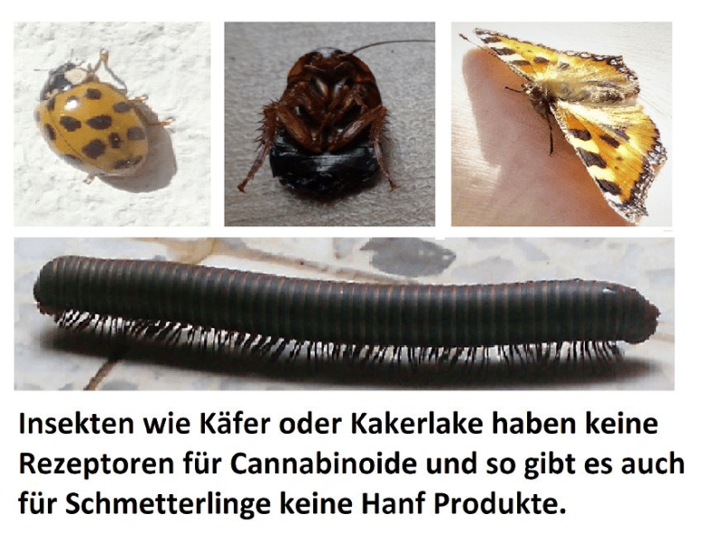 Insekten können von Cannabis für Tiere nicht profitieren