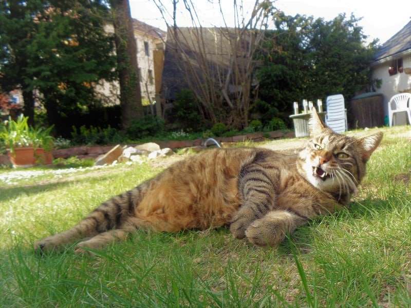 Der Kater ist durch Cannabis für Tiere selbstbewusster.