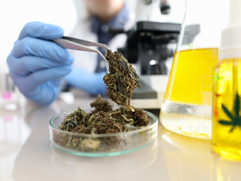 Forschung untersuchen die Wirkung von Cannabis.