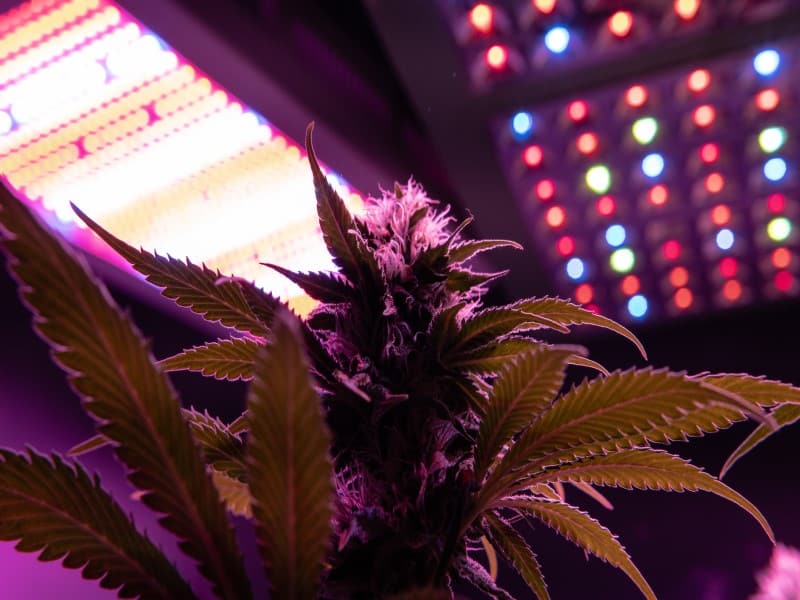 Growlampen Cannabis Anbau