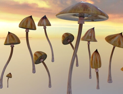 Neue Psilocybin Studie zu Magic Mushrooms bei Autismus