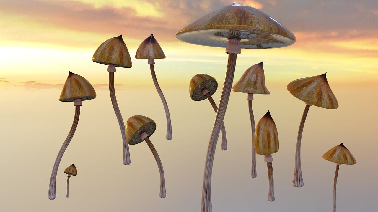 Magic Mushrooms Autismus