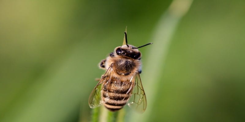 Cannabis Anbau Bienen