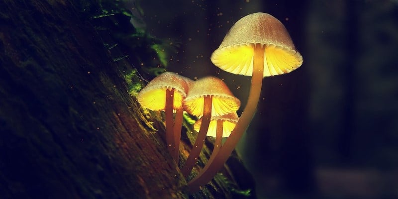 Magic Mushrooms nachweisbar
