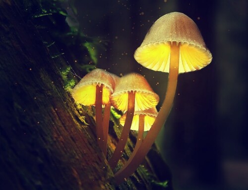 Drogentest: Wie lange sind Magic Mushrooms nachweisbar?