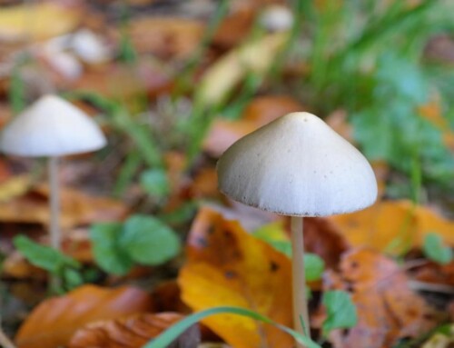 Studie: MRT-Untersuchung durch Magic Mushrooms weniger stressig!