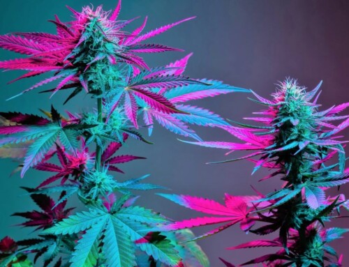 Mehr Terpene beim Cannabis Anbau: Schwefelgeruch im Gras!