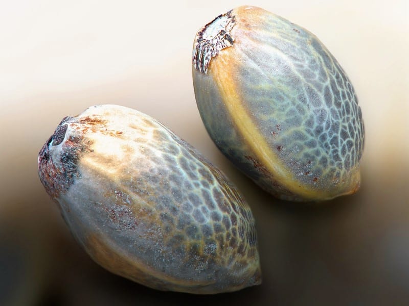 Top-Zubehör Cannabis Anbau