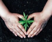 Top-Zubehör Cannabis Anbau