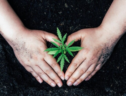 Seeds & Technik: Top-Zubehör für den Cannabis Anbau