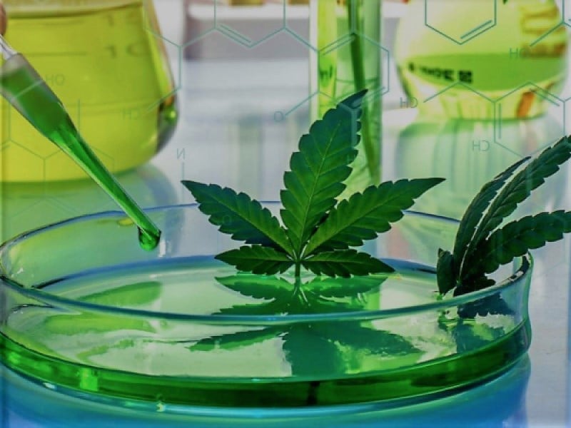 Wissenschaftliches Gutachten Cannabis