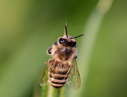 Cannabis Anbau: Bienen als nützliche Insekten für Hanf?