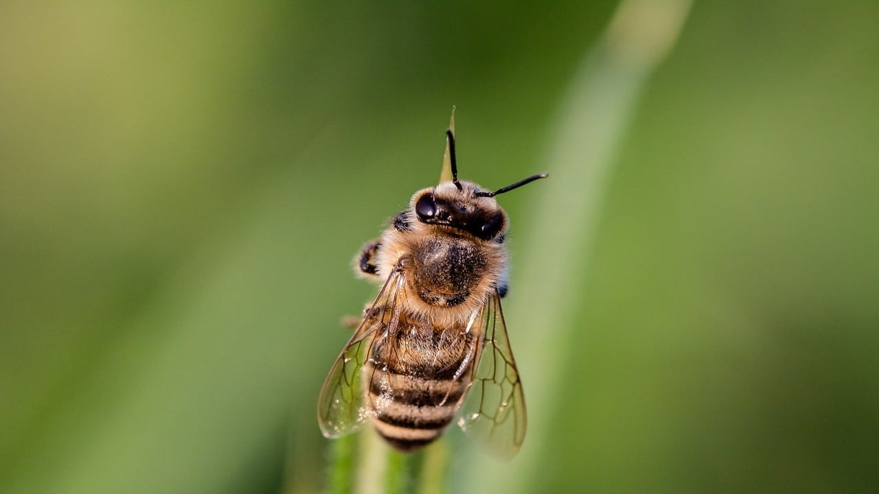 Cannabis Anbau Bienen