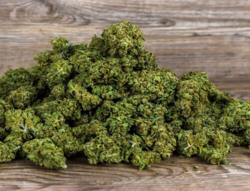 Cannabis Terpene verbessern therapeutische Wirkung der Hanf Produkte!