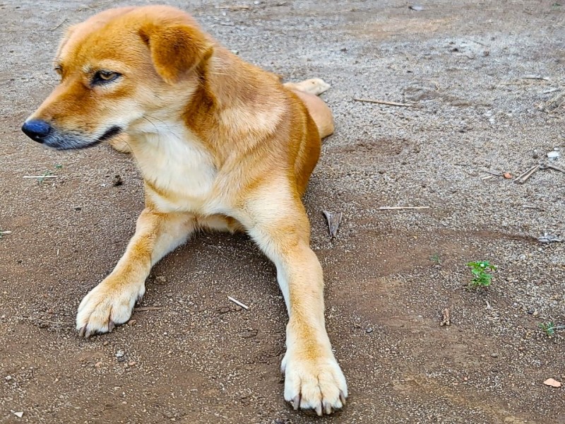 Cannabis Tiere Veterinärmedizin