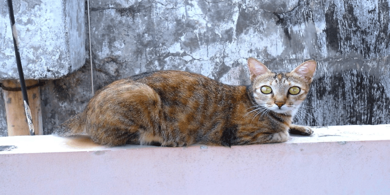 Cannabis Tiere Veterinärmedizin