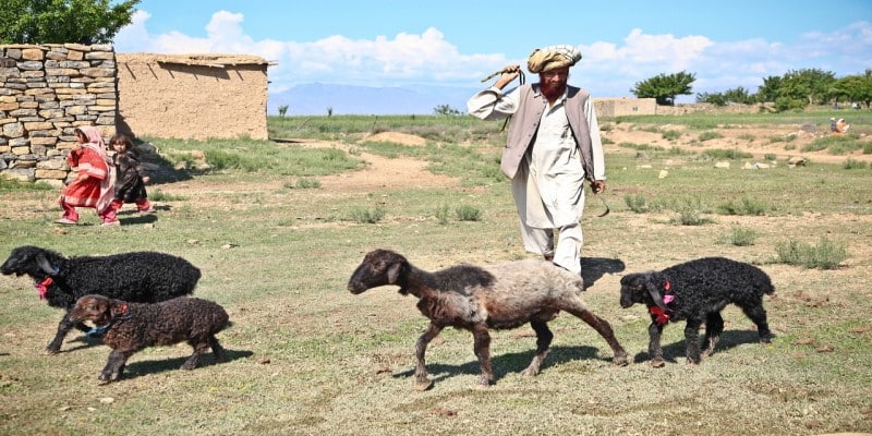 Taliban Cannabis Anbau