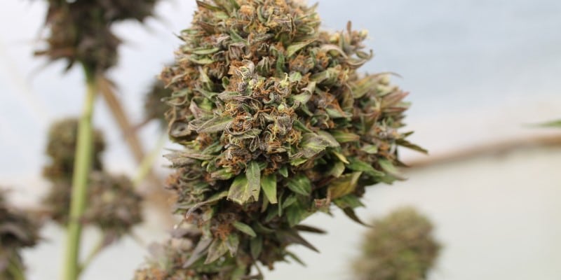 Details Cannabis-Legalisierung