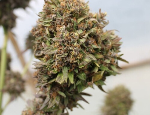 Aktuell: Alle Details zur Cannabis-Legalisierung