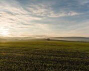 Cannabisgesetz legale Anbaufläche