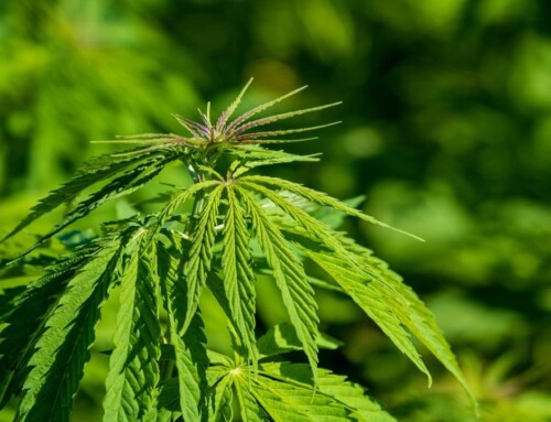 Legaler Cannabis Eigenanbau: Hanfpflanzen im Kleingarten?