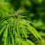 Legaler Cannabis Eigenanbau