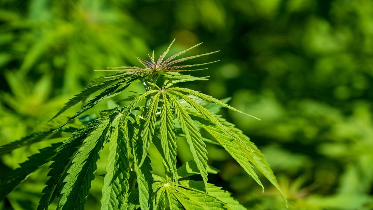 Legaler Cannabis Eigenanbau